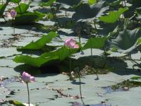 Albums/20060800-China Aug 2006/20060804-Shenyang University/50
